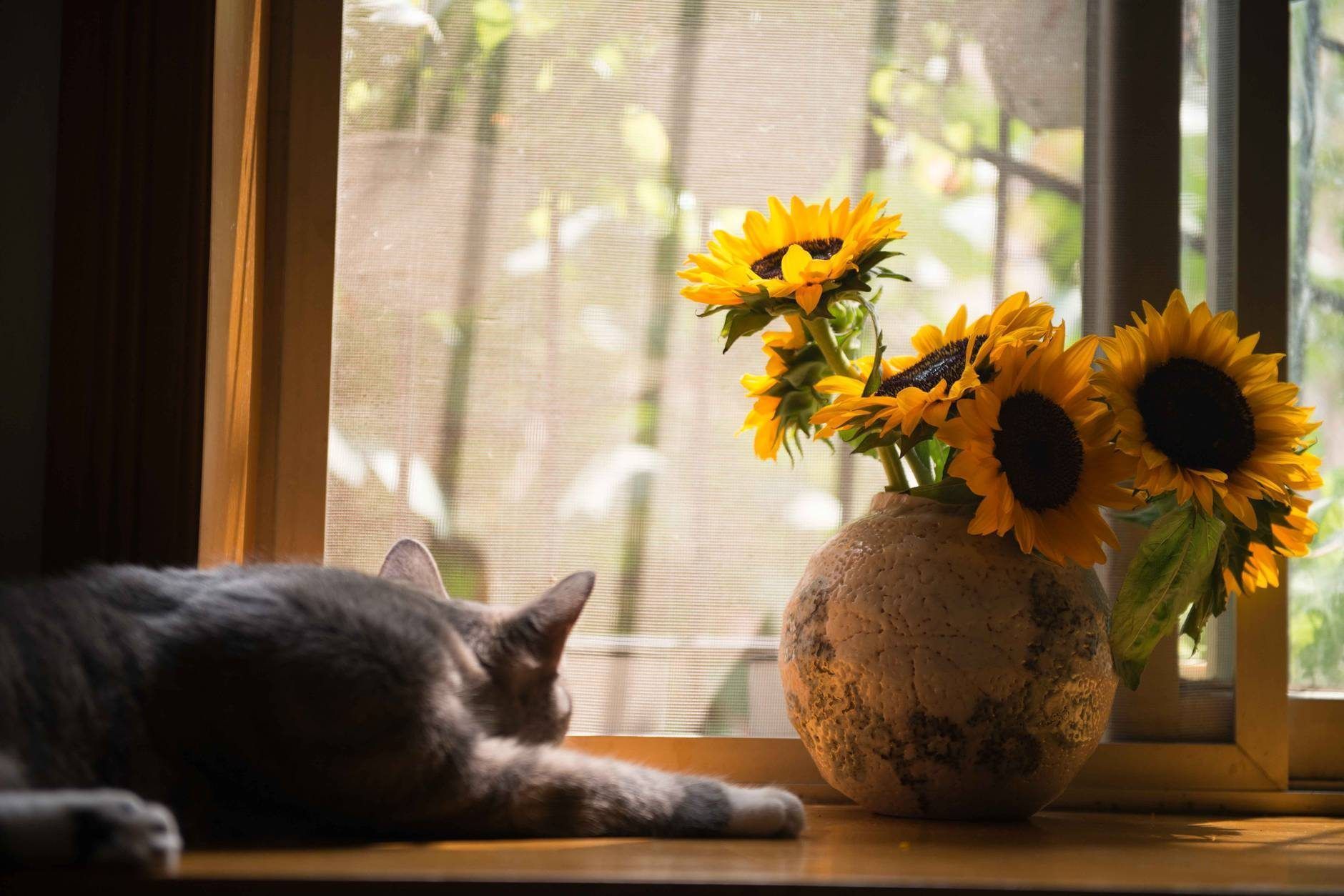 Gato atigrado junto a un jarrón rústico con girasoles amarillos junto a una ventana soleada